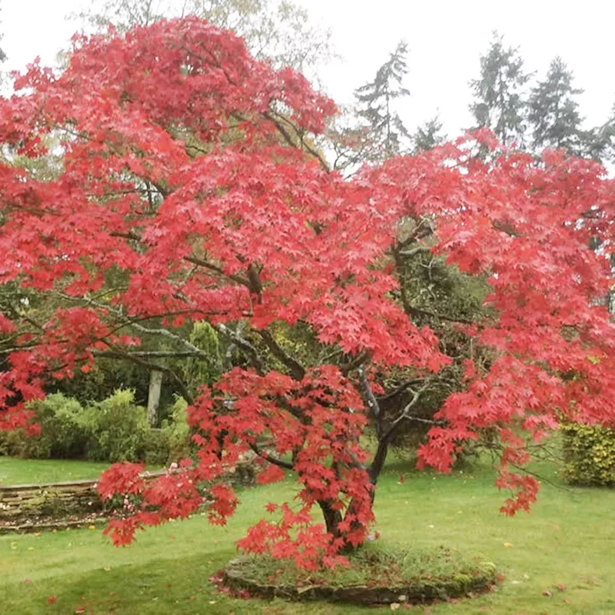 10-seeds-acer-mono-japanese-maple-planting-rare-hardy-tree-perfect-bonsai-garden 10 Seeds Acer Mono (Japanese Maple) for Planting - Rare Hardy Tree, Perfect for Bonsai, Gardens, & Landscaping - Unique Tree Seeds