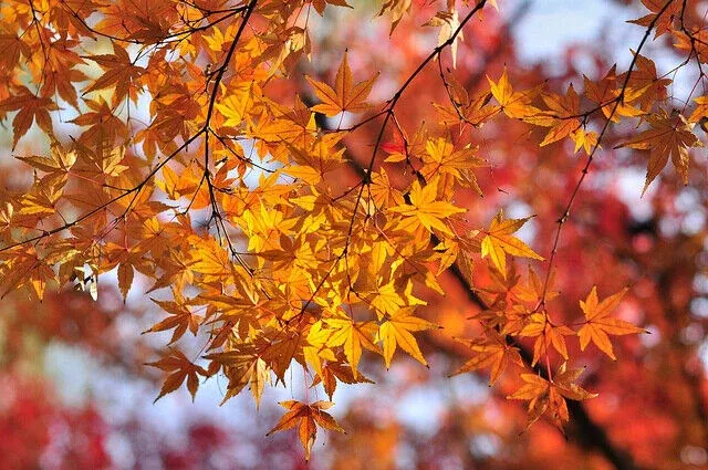10-seeds-acer-mono-painted-maple-tree-hardy-deciduous-shade-tree-with-vibrant-fa 10 Seeds Acer Mono, Painted Maple Tree, Hardy Deciduous Shade Tree with Vibrant Fall Foliage