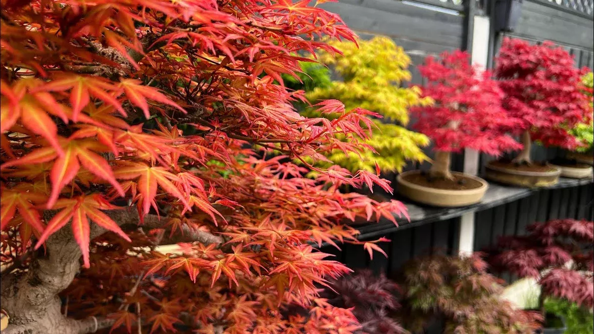 10-seeds-acer-tegmentosum-tiger-striped-maple-planting-unique-tree-landscaping-g 10 Seeds Acer Tegmentosum (Tiger Striped Maple) for Planting - Unique Tree for Landscaping, Gardens & Bonsai - Hardy, Ornamental Tree Seeds