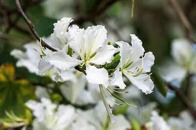 10-seeds-bauhinia-alba-planting-white-orchid-tree-rare-white-bauhinia-seeds-fast 10 Seeds Bauhinia Alba for Planting | White Orchid Tree | Rare White Bauhinia Seeds | Fast Growing Ornamental Flowering Tree for Garden
