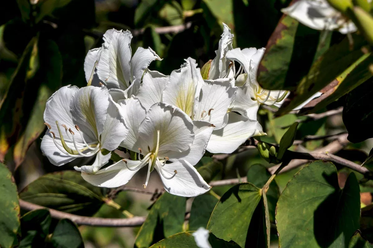 10-seeds-bauhinia-alba-white-orchid-tree-bauhinia-variegata-alba-stunning-flower 10 Seeds Bauhinia Alba – White Orchid Tree (Bauhinia variegata alba) | Stunning Flowering Plant for Planting
