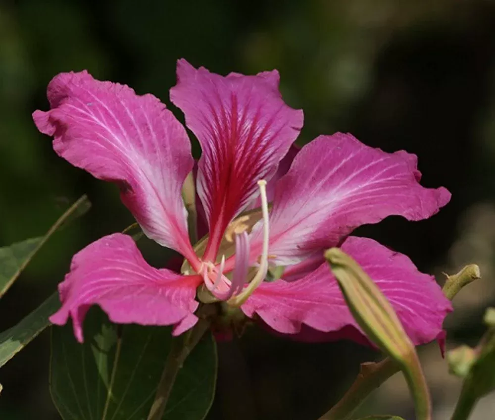 10-seeds-bauhinia-purpurea-purple-orchid-tree-bauhinia-purpurea-beautiful-flower 10 Seeds Bauhinia Purpurea – Purple Orchid Tree (Bauhinia purpurea) | Beautiful Flowering Plant for Planting