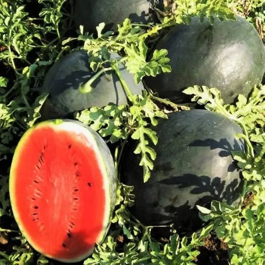 10-seeds-black-diamond-watermelon-citrullus-lanatus-sweet-large-juicy-melons 10 Seeds Black Diamond Watermelon (Citrullus lanatus) – Sweet, Large, and Juicy Melons