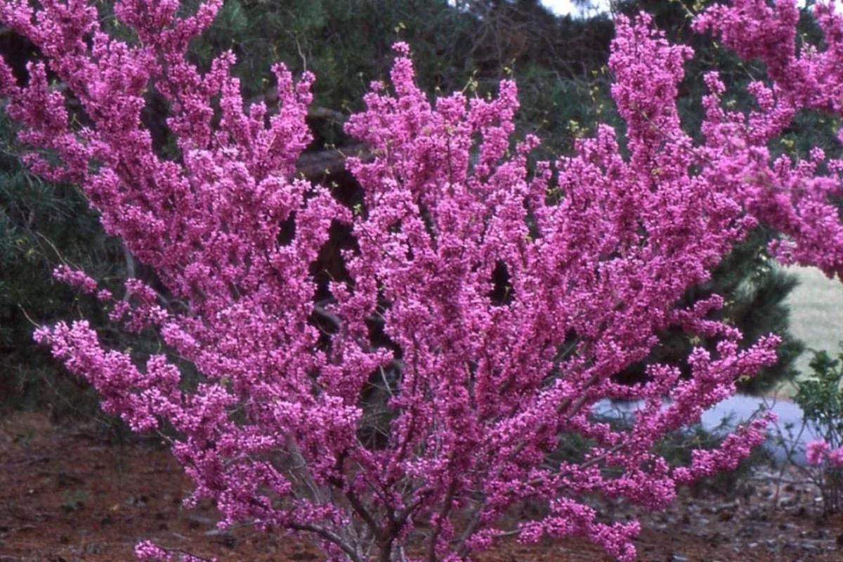 10-seeds-cercis-chinensis-chinese-redbud-tree-stunning-pink-blooms-hardy-ornamen 10 Seeds Cercis Chinensis, Chinese Redbud Tree, Stunning Pink Blooms, Hardy Ornamental Tree
