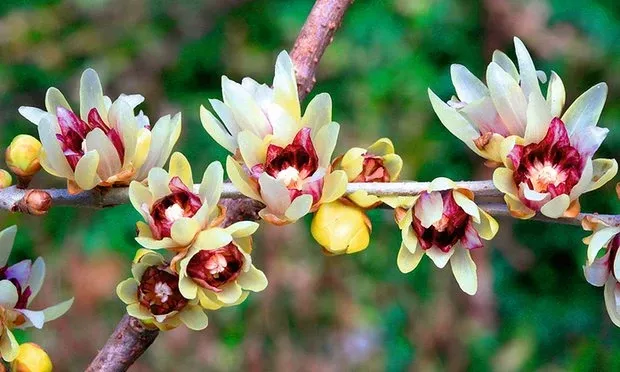10-seeds-chimonanthus-praecox-wintersweet-japanese-allspice-planting-fragrant-wi 10 Seeds Chimonanthus Praecox | Wintersweet Japanese Allspice for Planting | Fragrant Winter Blooms | Ornamental Shrub | Hardy Perennial