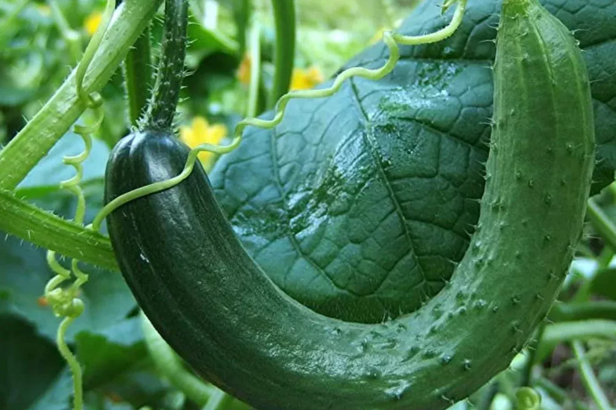 10-seeds-chinese-snake-cucumber-curved-heirloom-cucumber-seeds-planting-crisp-re 10 Seeds Chinese Snake Cucumber | Curved Heirloom Cucumber Seeds for Planting | Crisp & Refreshing | Heat Tolerant | Unique Long Shape