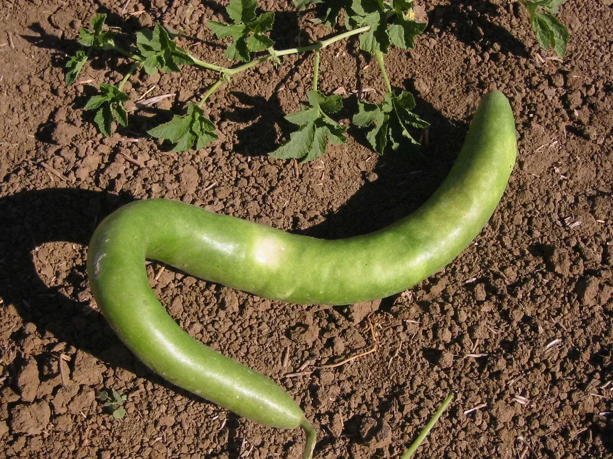 10-seeds-cucuzzi-italian-edible-gourd-cucurbita-pepo-long-tender-non-gmo-perfect 10 Seeds Cucuzzi Italian Edible Gourd (Cucurbita pepo) – Long, Tender, Non-GMO, Perfect for Cooking, Easy to Grow, Organic Garden Planting