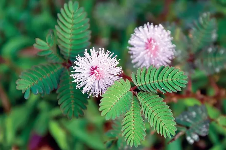 10-seeds-dwarf-sensitive-plant-mimosa-pudica-touch-responsive-houseplant 10 Seeds of Dwarf Sensitive Plant (Mimosa pudica) – Touch-Responsive Houseplant