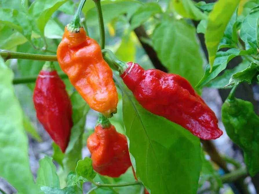 10-seeds-ghost-pepper-bhut-jolokia-fiery-hot-chili-pepper-spicy-gardens 10 Seeds Ghost Pepper, Bhut Jolokia, Fiery Hot Chili Pepper for Spicy Gardens
