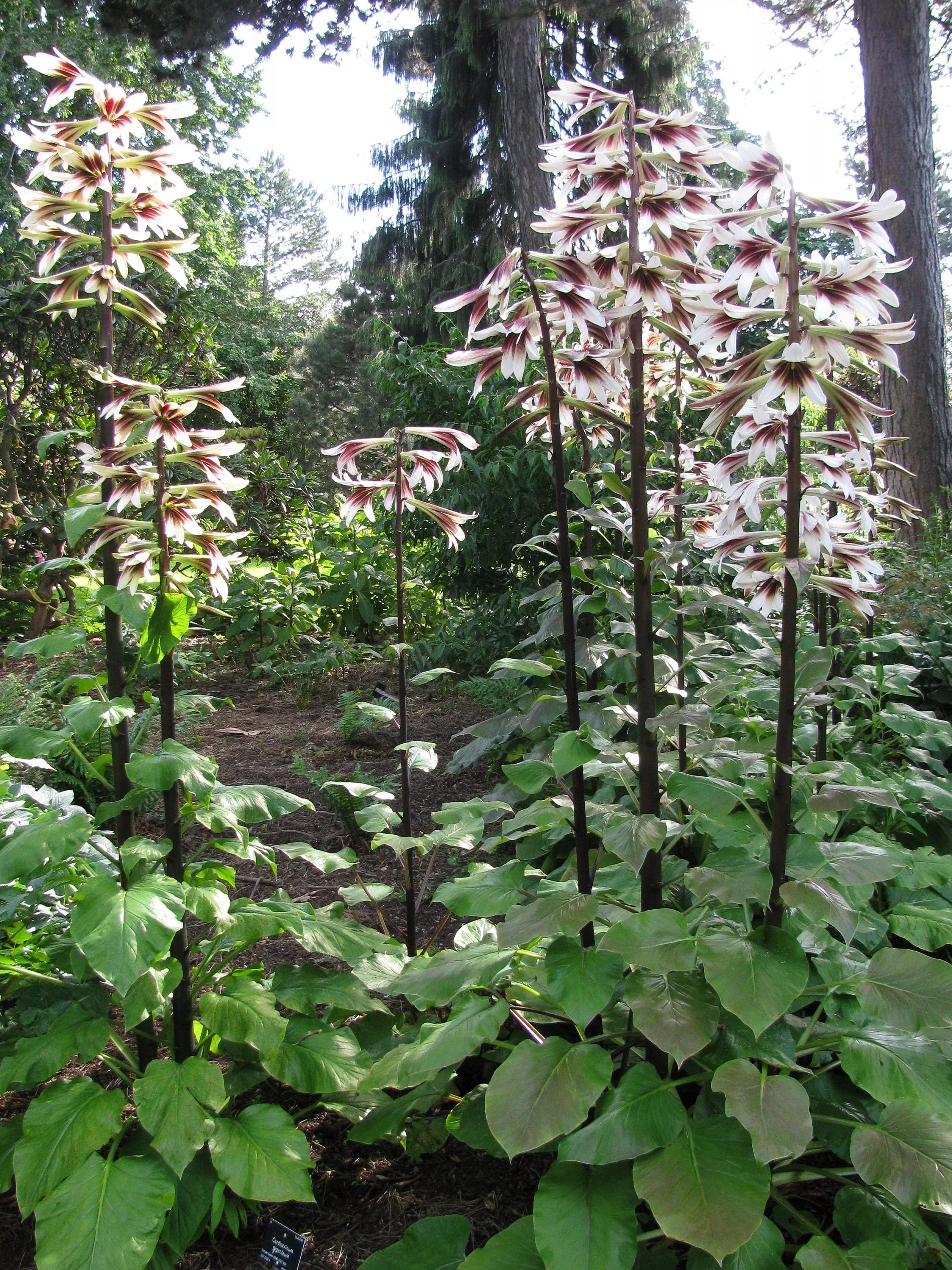 10-seeds-giant-himalayan-lily-cardiocrinum-giganteum-white-red-shade-flower 10 Seeds GIANT HIMALAYAN LILY Cardiocrinum Giganteum White & Red Shade Flower