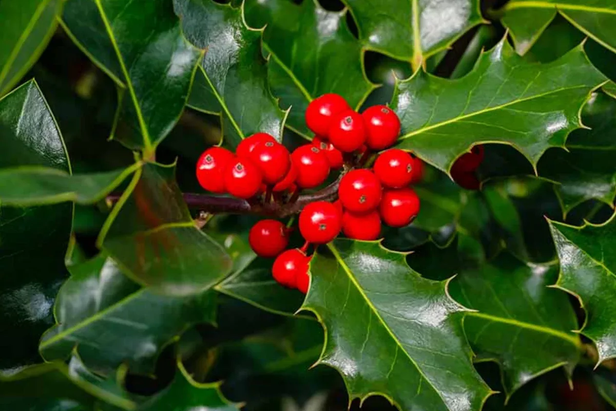 10-seeds-ilex-aquifolium-english-holly-evergreen-shrub-with-red-berries 10 Seeds Ilex Aquifolium, English Holly, Evergreen Shrub with Red Berries