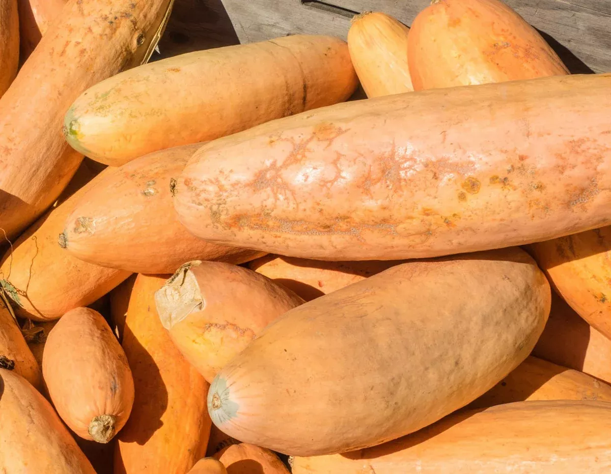 10-seeds-jumbo-pink-banana-squash-cucurbita-maxima-heirloom-variety-sweet-versat 10 Seeds Jumbo Pink Banana Squash (Cucurbita maxima) – Heirloom Variety, Sweet & Versatile
