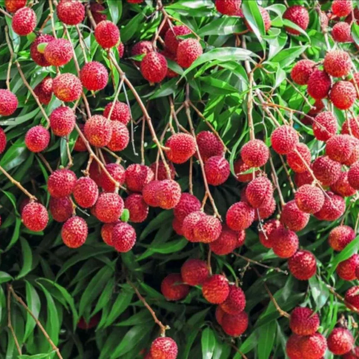 10-seeds-lychee-tropical-fruit-heirloom-non-gmo-litchi-chinensis-sweet-juicy-exo 10 Seeds Lychee Tropical Fruit - Heirloom, Non-GMO Litchi Chinensis - Sweet, Juicy, Exotic Fruit Tree - Easy to Grow in Warm Climates