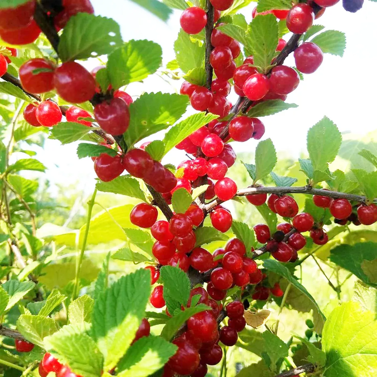 10-seeds-prunus-tomentosa-nanking-cherry-planting-hardy-fruit-bearing-shrub-gard 10 Seeds Prunus tomentosa (Nanking Cherry) for Planting | Hardy Fruit-Bearing Shrub for Gardens, Landscaping & Wildlife