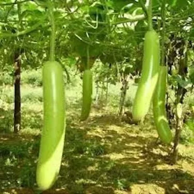 10-seeds-snake-gourd-lagenaria-siceraria-heirloom-non-gmo-exotic-vegetable-vigor 10 Seeds Snake Gourd | Lagenaria siceraria | Heirloom, Non-GMO Exotic Vegetable | Vigorous & High-Yield