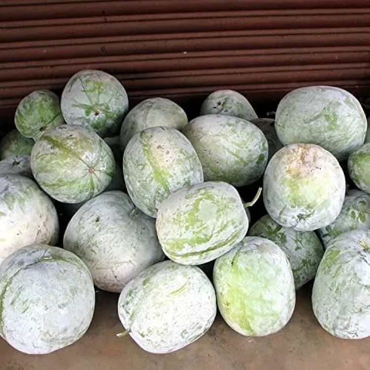 10-seeds-wax-gourd-wintermelon-benincasa-hispida-heirloom-variety-mild-flavor-id 10 Seeds Wax Gourd Wintermelon Benincasa hispida | Heirloom Variety, Mild Flavor, Ideal for Soups & Curries