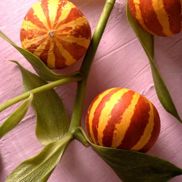 10-tigger-melon-seeds-rare-striped-melon-variety-cucumis-melo-non-gmo-mini-melon 10 Tigger Melon Seeds | Rare Striped Melon Variety | Cucumis melo | Non-GMO Mini Melons with Fragrant Flesh | Garden Favorite