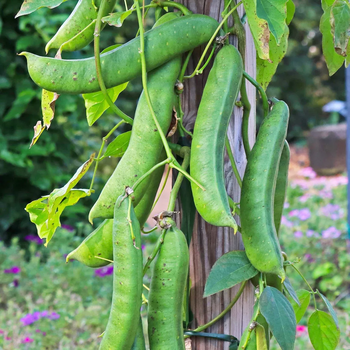 10-wonder-bean-seeds-giant-jack-sword-beans-canavalia-ensiformis-high-yield-easy 10 Wonder Bean Seeds - Giant Jack/Sword Beans (Canavalia ensiformis) - High-Yield, Easy to Grow, Edible Legume for Garden or Vine