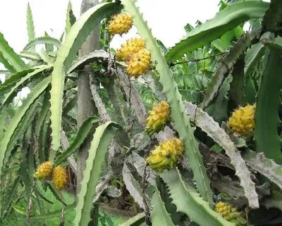 10-yellow-dragonfruit-seeds-pitaya-hylocereus-cactus-sweet-exotic-fruit-easy-to- 10 Yellow Dragonfruit Seeds | Pitaya Hylocereus Cactus, Sweet & Exotic Fruit, Easy to Grow, Tropical Pitaya Tree