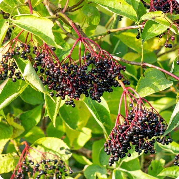 100-black-elderberry-seeds-sambucus-nigra-non-gmo-elderberry-bush-seeds-hedgerow 100 Black Elderberry Seeds | Sambucus nigra | Non-GMO Elderberry Bush Seeds for Hedgerows, Landscapes & Wildlife Gardens