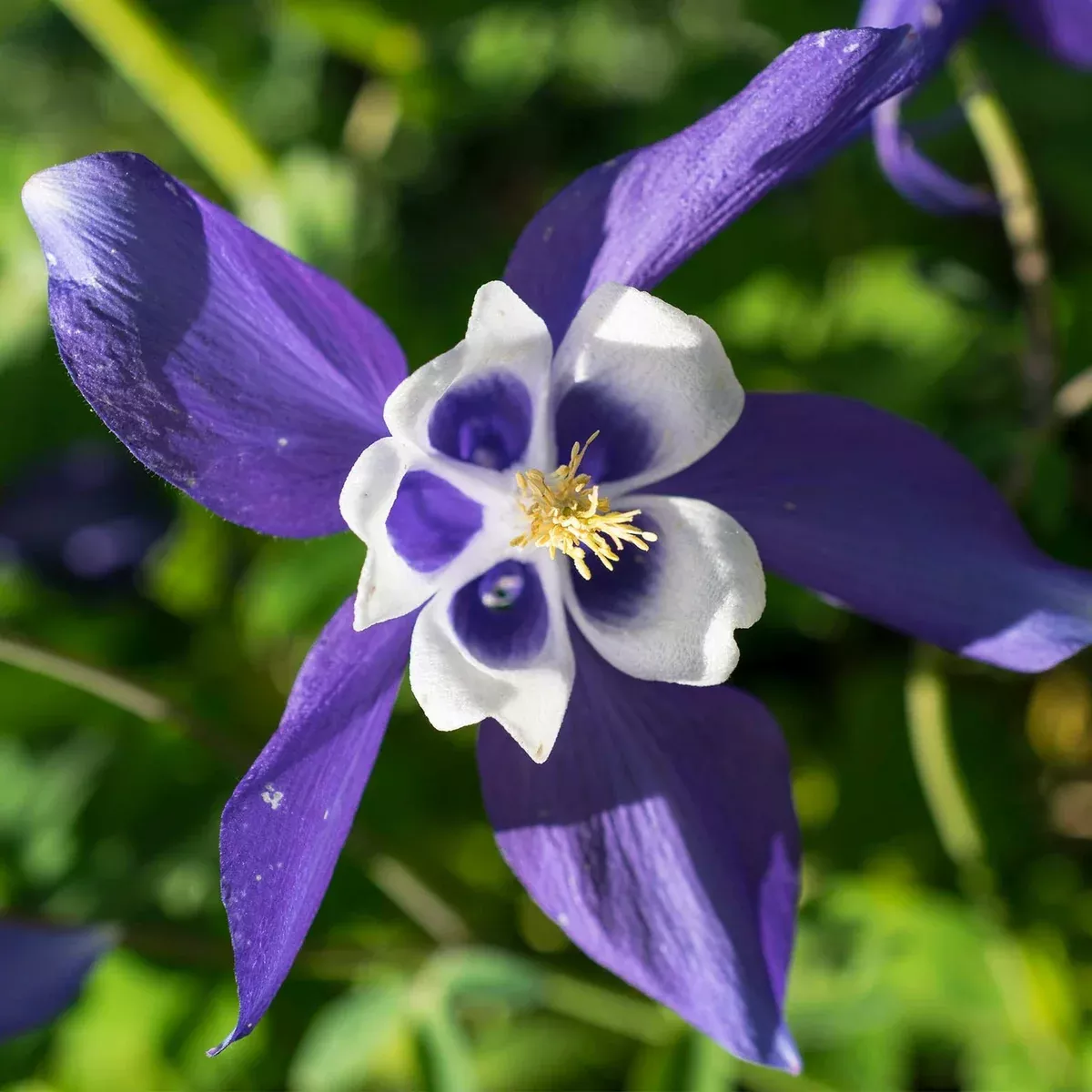 100-blue-columbine-seeds-aquilegia-coerulea-colorado-state-flower-non-gmo-perenn 100 Blue Columbine Seeds | Aquilegia coerulea | Colorado State Flower | Non-GMO Perennial for Pollinator & Wildflower Gardens