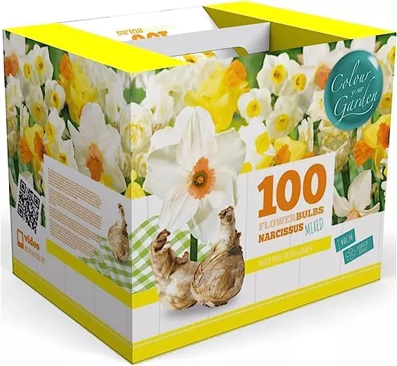 100-narcissus-daffodil-mix-flower-bulb-box-with-easy-carry-handle-white-yellow-c 100 Narcissus Daffodil Mix Flower Bulb Box with Easy Carry Handle - White & Yellow Colors - Weeks of Easy to Grow Flowers - Plant in Gardens, Containers & Flowerbeds - Planting Instructions Included