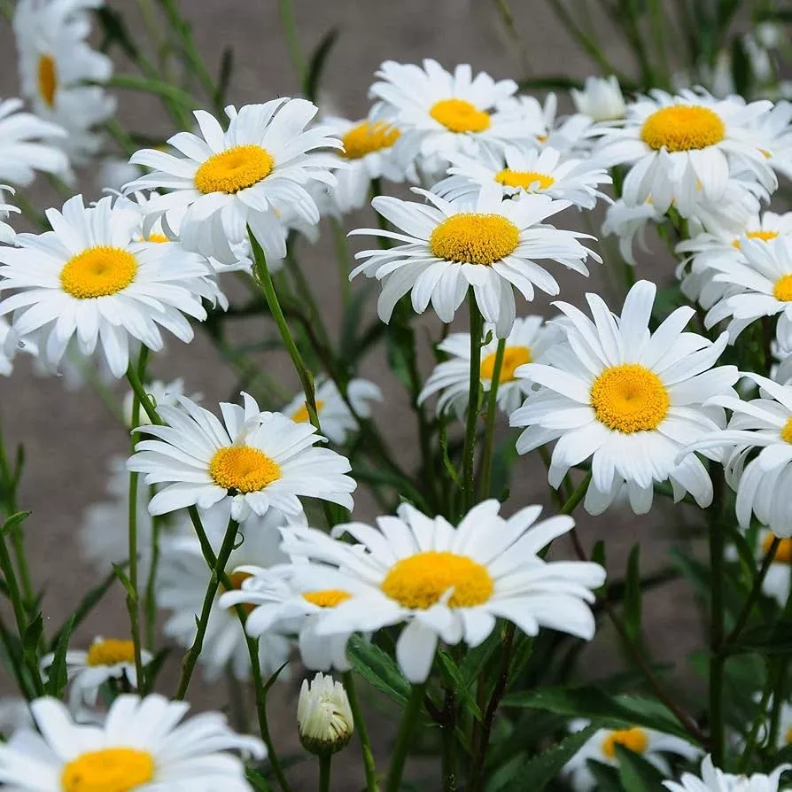 100-seeds-daisy-shasta-leucanthemum-superbum-white-perennial-flower-planting-lan 100 Seeds Daisy Shasta (Leucanthemum × superbum) - White Perennial Flower for Planting, Landscaping, Easy to Grow, Pollinator-Friendly