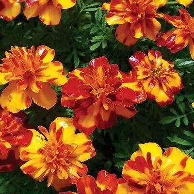 100-seeds-french-marigold-bolero-mix-fiery-colors-dwarf-non-gmo-beneficial-polli 100 Seeds French Marigold Bolero Mix - Fiery Colors, Dwarf Non-GMO, Beneficial Pollinator Plant, for Gardens & Landscapes (Tagetes patula)