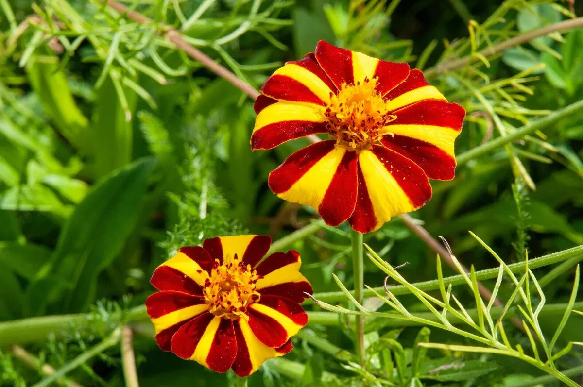 100-seeds-french-marigold-court-jester-harlequin-tall-non-gmo-beneficial-pollina 100 Seeds French Marigold Court Jester Harlequin - Tall, Non-GMO, Beneficial Pollinator Plant, Vibrant Blooms, for Gardens & Landscapes