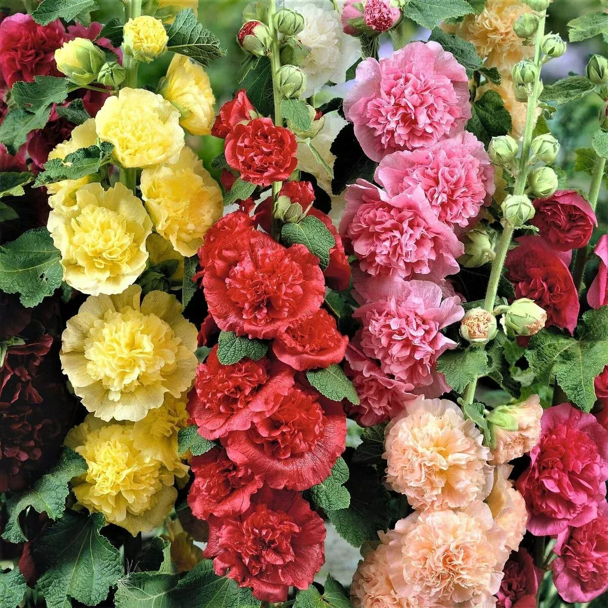 100-seeds-hollyhock-chater-s-double-mix-peony-flowered-blooms-biennial-non-gmo-a 100 Seeds Hollyhock Chater's Double Mix Peony Flowered Blooms - Biennial Non-GMO, Alcea Rosea, Beautiful Garden Flowers, Hardy, Easy to Grow