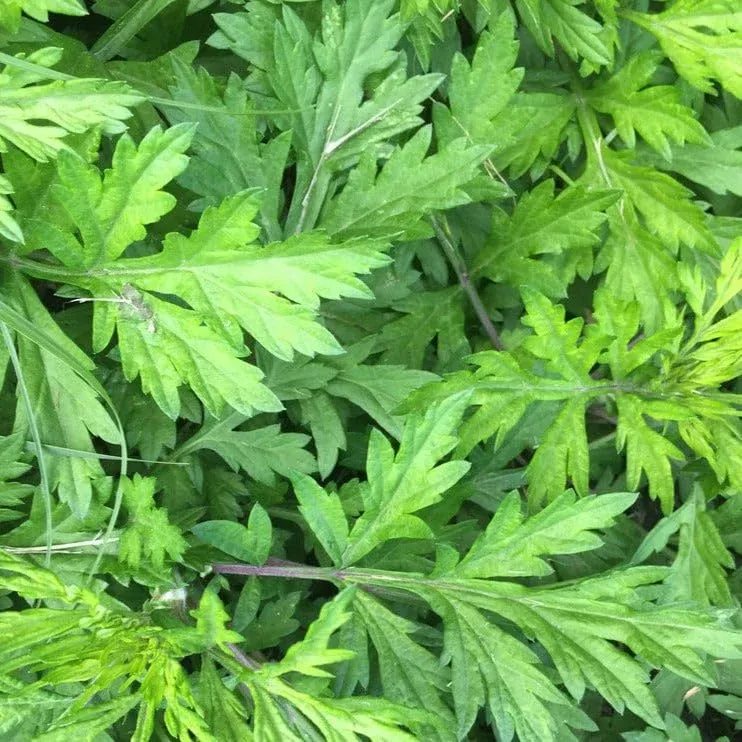 100-seeds-japanese-mugwort-artemisia-princeps-yomogi-herb-planting-culinary-arom 100 Seeds Japanese Mugwort (Artemisia princeps, Yomogi) Herb for Planting | Culinary, Aromatic Herb
