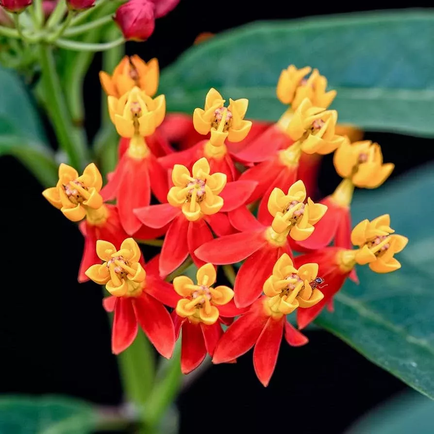 100-seeds-milkweed-tropical-bloodflower-asclepias-curassavica-monarch-butterfly- 100 Seeds Milkweed TROPICAL Bloodflower (Asclepias curassavica), Monarch Butterfly Host Plant, Attracts Pollinators, Non-GMO, Vibrant Flower