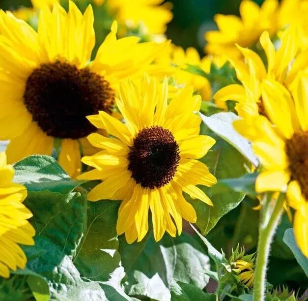 100-seeds-sunflower-henry-wilde-yellow-helianthus-annuus-multiple-blooms-attract 100 Seeds Sunflower HENRY WILDE Yellow (Helianthus annuus), Multiple Blooms, Attracts Birds, Bees & Butterflies, Perfect for Garden, Non-GMO