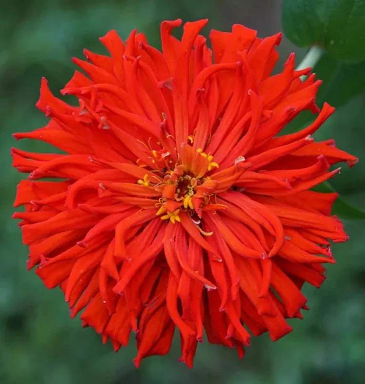 100-seeds-zinnia-elegans-red-cactus-giant-huge-4-5-blooms-cut-flowers-non-gmo-vi 100 Seeds Zinnia Elegans Red Cactus Giant, Huge 4-5" Blooms, Cut Flowers, Non-GMO, Vibrant Garden Blooms