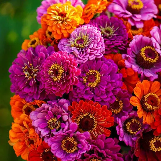100-seeds-zinnia-purple-dream-mix-red-double-blooms-attracts-butterflies-humming 100 Seeds Zinnia Purple Dream Mix – Red Double Blooms, Attracts Butterflies & Hummingbirds, Non-GMO, Easy to Grow, Vibrant Garden Flowers