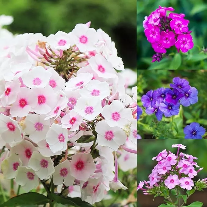 1000-phlox-seeds-planting-phlox-popstars-seeds-perennial-ground-cover-plants-ann 1000+ Phlox Seeds for Planting - Phlox Popstars Seeds Perennial Ground Cover Plants- Annual Flower for Home Garden
