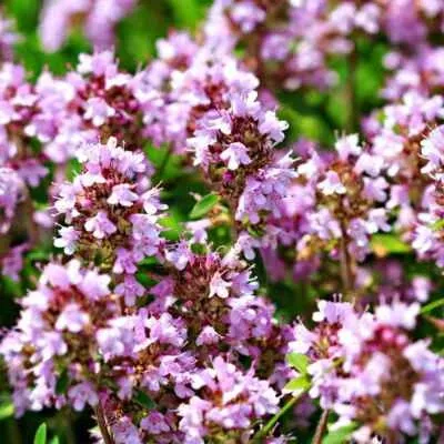 1000-seeds-creeping-thyme-lavender-groundcover-perennial-purple-flowers-non-gmo- 1000 Seeds Creeping Thyme Lavender Groundcover, Perennial Purple Flowers, Non-GMO, Thymus praecox