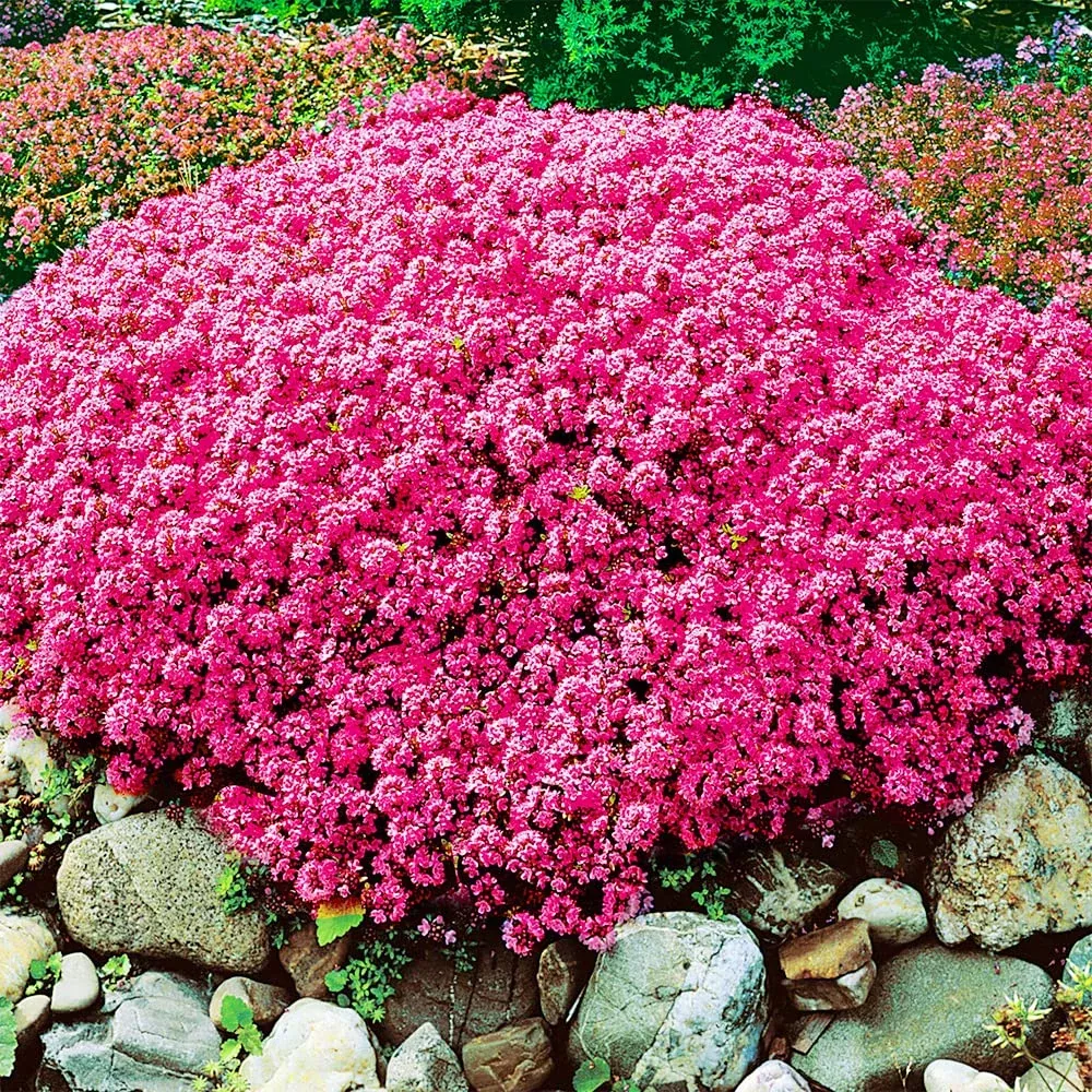 1000-seeds-creeping-thyme-scarlet-red-ground-cover-perennial-4-height-perfect-ro 1000 Seeds Creeping Thyme Scarlet Red Ground Cover, Perennial, 4" Height, Perfect for Rock Gardens, Low Maintenance, Drought-Tolerant