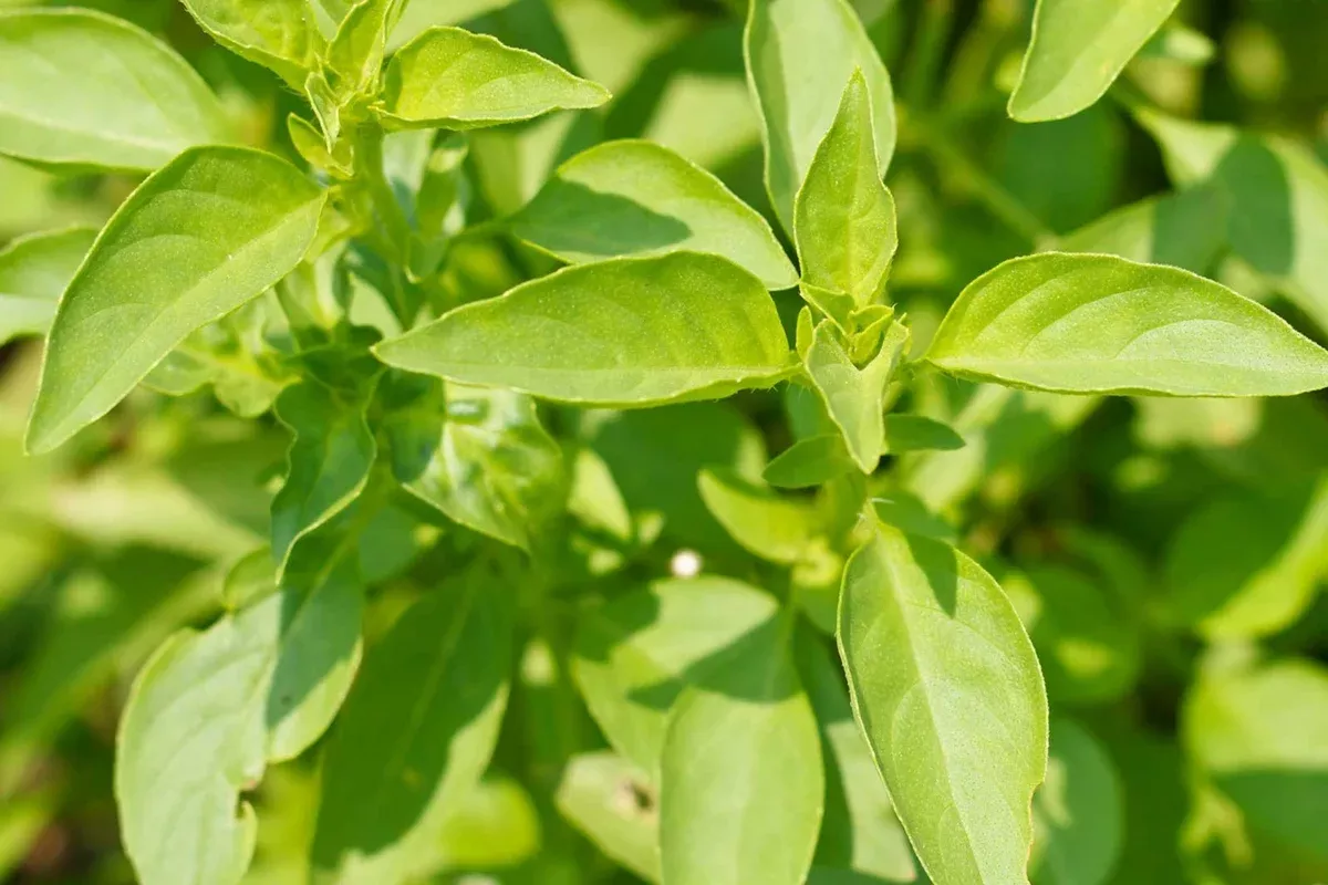 1000-seeds-lime-basil-ocimum-basilicum-citrus-scented-herb-culinary-garden-use 1000 Seeds Lime Basil (Ocimum basilicum) - Citrus-Scented Herb for Culinary & Garden Use
