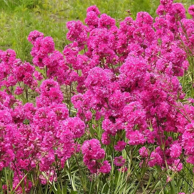 1000-seeds-lychnis-rosett-pink-flower-seeds-planting-perennial-lychnis-rosett-se 1000 Seeds Lychnis Rosett Pink Flower Seeds for Planting Perennial Lychnis Rosett Seeds Heirloom Non-GMO Seeds