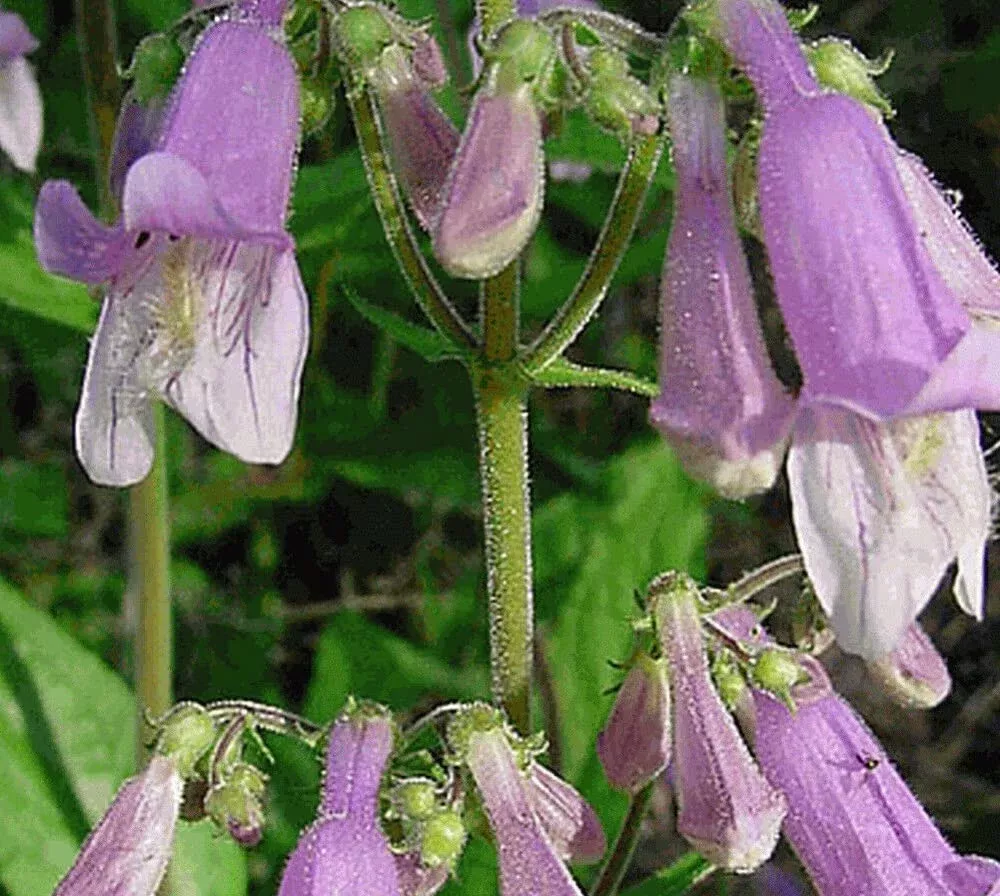 1000-seeds-penstemon-hairy-beardtongue-perennial-purple-flowers-non-gmo-hummingb 1000 Seeds Penstemon Hairy Beardtongue Perennial Purple Flowers, Non-GMO, Hummingbird-Friendly, Penstemon hirsutus
