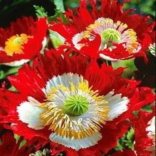 1000-seeds-poppy-danish-flag-red-white-cross-flowers-huge-blooms-pollinator-frie 1000 Seeds Poppy Danish Flag, Red & White Cross Flowers, Huge Blooms, Pollinator-Friendly, Non-GMO, Stunning Garden Flowers for Borders