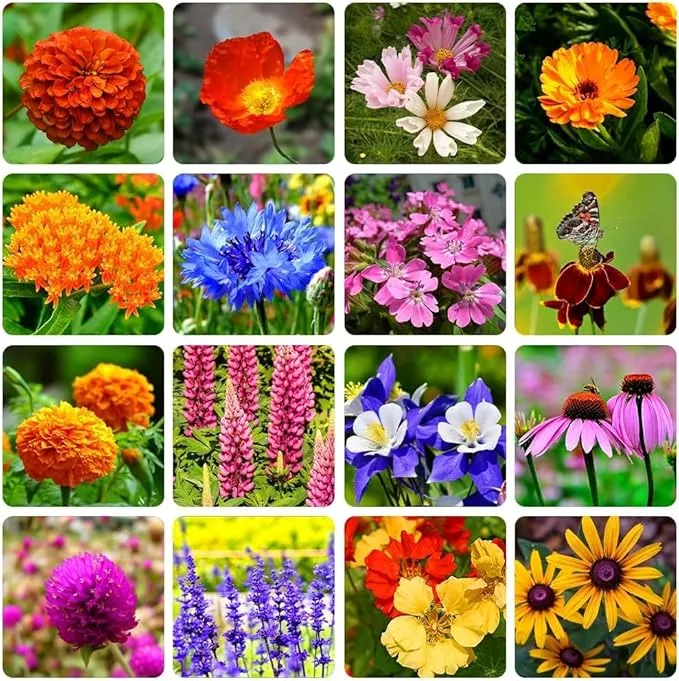 10000-perennial-mix-wildflower-seeds-16-assorted-varieties-heirloom-flower-1oz-z 10000+ Perennial Mix Wildflower Seeds 16 Assorted Varieties of Heirloom Flower -1oz Zinnia Poppy Crimson Clover Milkweed Lupine Marigold Mexican Hat Sage Nasturtium