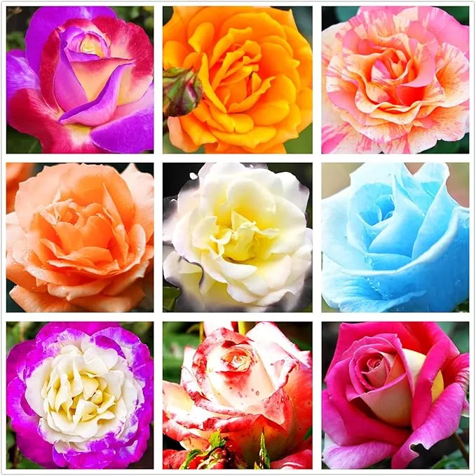 100pcs-pink-climbing-rose-vine-seeds-amazing-growth-beautiful-roses-perennial-he 100pcs Pink Climbing Rose Vine Seeds - Amazing Growth and Beautiful Roses - Perennial Heirloom Non-GMO Outdoor