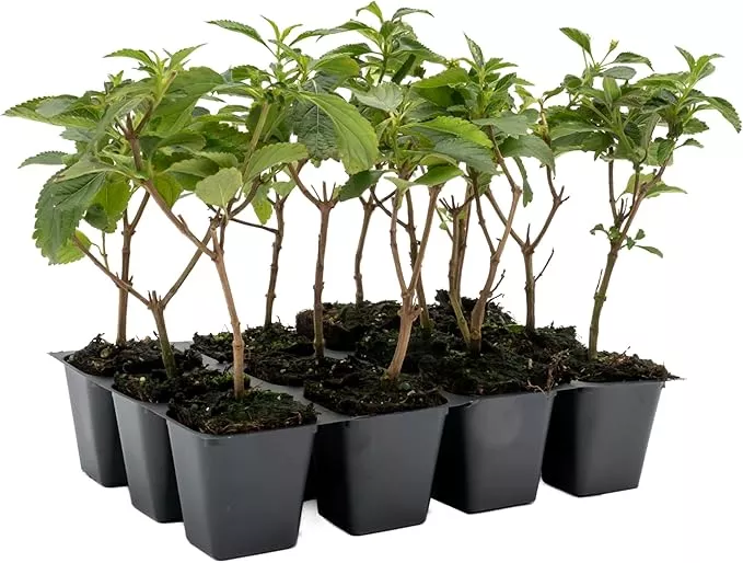 12-dallas-red-lantana-live-plants-in-2-5-inch-nursery-cubes-lantana-camara-dalla 12 Dallas Red Lantana | Live Plants in 2.5-inch Nursery Cubes | Lantana Camara 'Dallas Red' Variety | Hardy Evergreen Perennial Shrub | Fiery Vibrant Blooms for Home & Garden