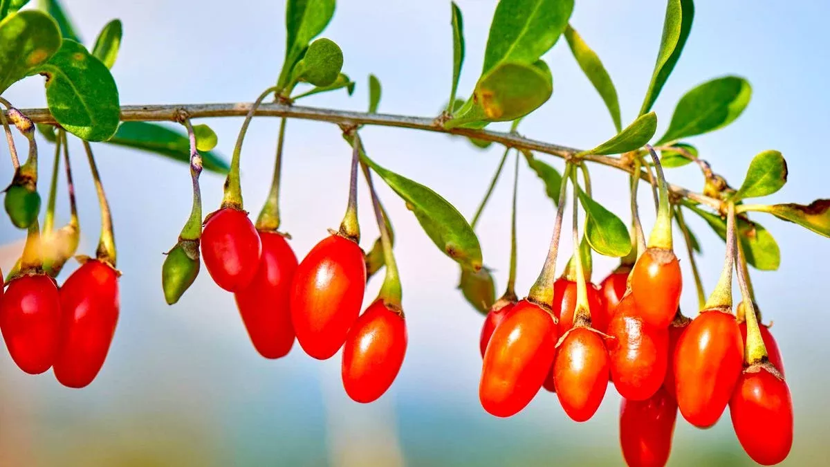 2-fresh-goji-berry-cuttings-bare-root-live-plant-easy-to-grow-ready-to-plant 2 Fresh Goji Berry Cuttings – Bare Root Live Plant – Easy to Grow – Ready to Plant