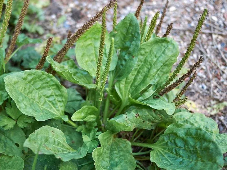 2-plantago-major-broadleaf-plantain-plants-bare-root-live-plants-ready-to-plant- 2 Plantago Major Broadleaf Plantain Plants - Bare Root Live Plants Ready to Plant - Easy Care Herb