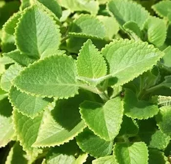 2-starter-plants-cuban-oregano-mexican-mint-live-herb-5-7-inches-tall-well-roote 2 Starter Plants Cuban Oregano ~ Mexican Mint - Live Herb 5-7 Inches Tall - Well Rooted Bare Root Jamaican Broadleaf Thyme, Indian Borage
