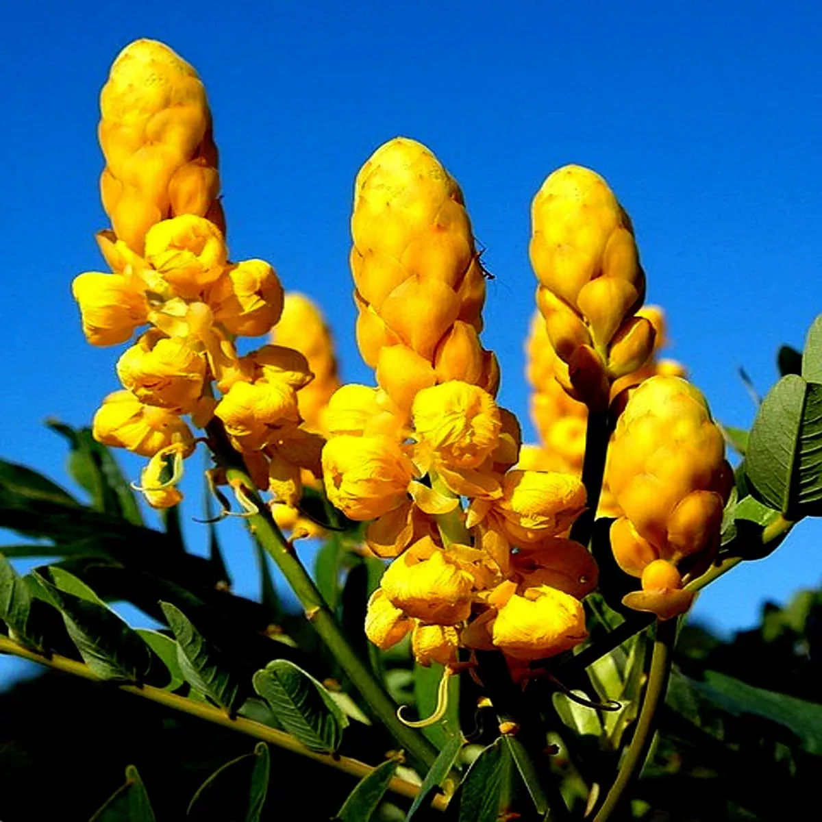 20-candle-bush-seeds-cassia-alata-fast-growing-senna-tree-butterfly-flower 20 Candle Bush Seeds (Cassia Alata) – Fast-Growing Senna Tree, Butterfly Flower