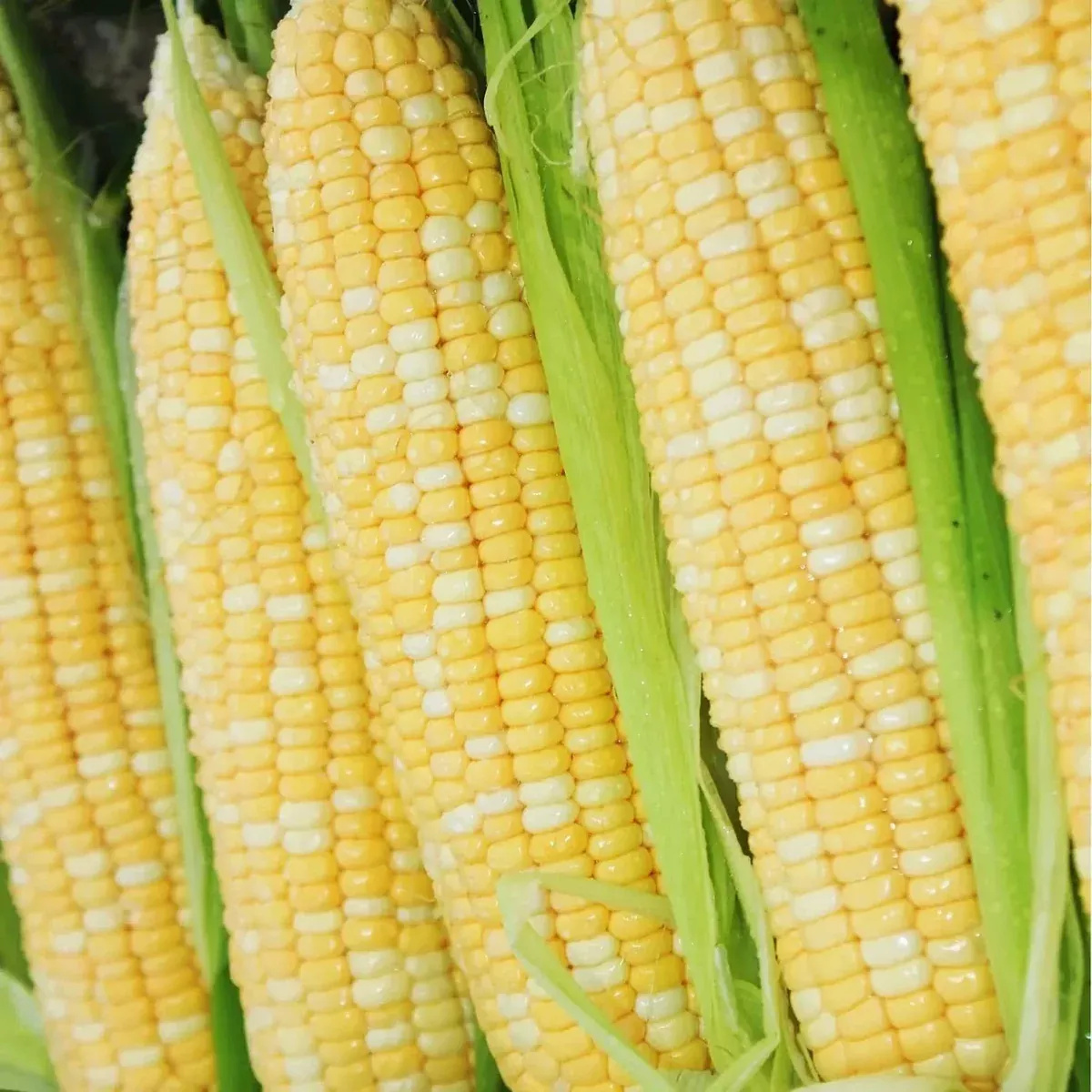 200-pcs-peaches-cream-bi-color-sweet-corn-seeds-non-gmo-heirloom-variety-zea-may "200 pcs Peaches and Cream Bi-Color Sweet Corn Seeds, Non-GMO Heirloom Variety, Zea mays"